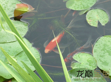 绵阳水族馆就在身边的金鱼生活