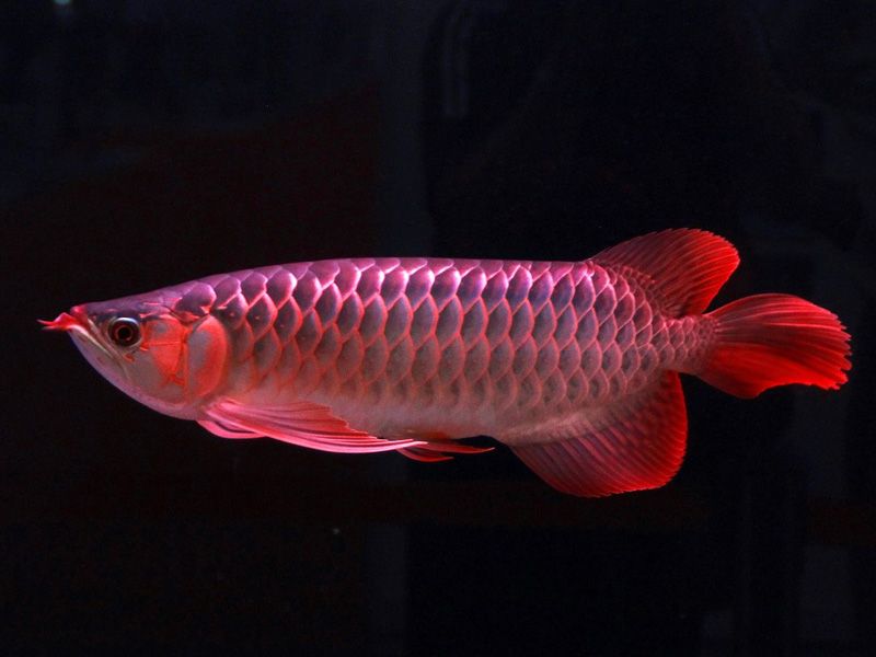 江门水族馆红马发色