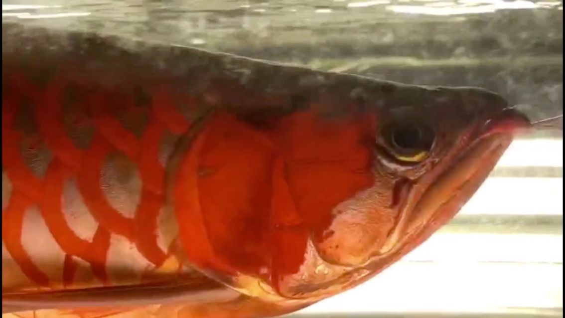 衡水水族馆高端玩家就是高手