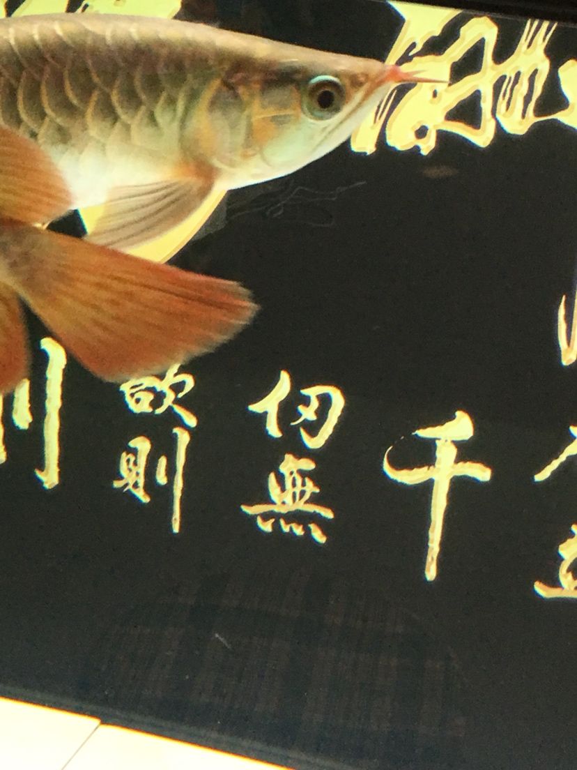 文山壮族苗族自治州水族馆换水之后拍一下