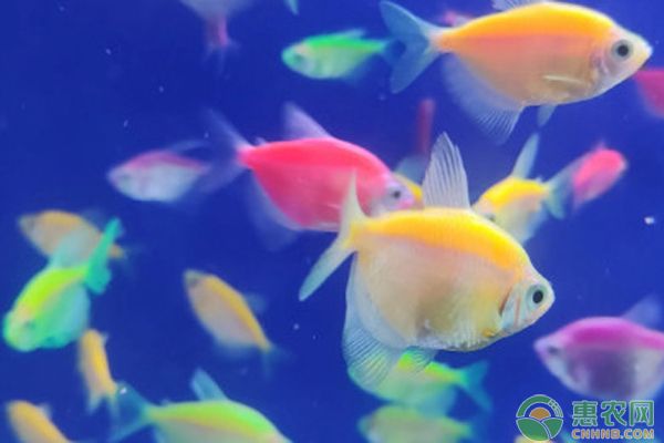 大同市城区梦之岛水族馆（大同城区梦之岛水族馆） 全国观赏鱼市场