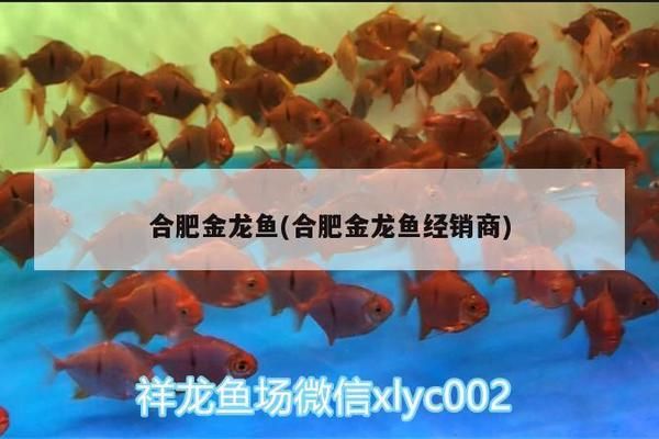 合肥金龙鱼回收价目表查询电话（合肥地区如果您需要回收金龙鱼） 龙鱼百科 第3张