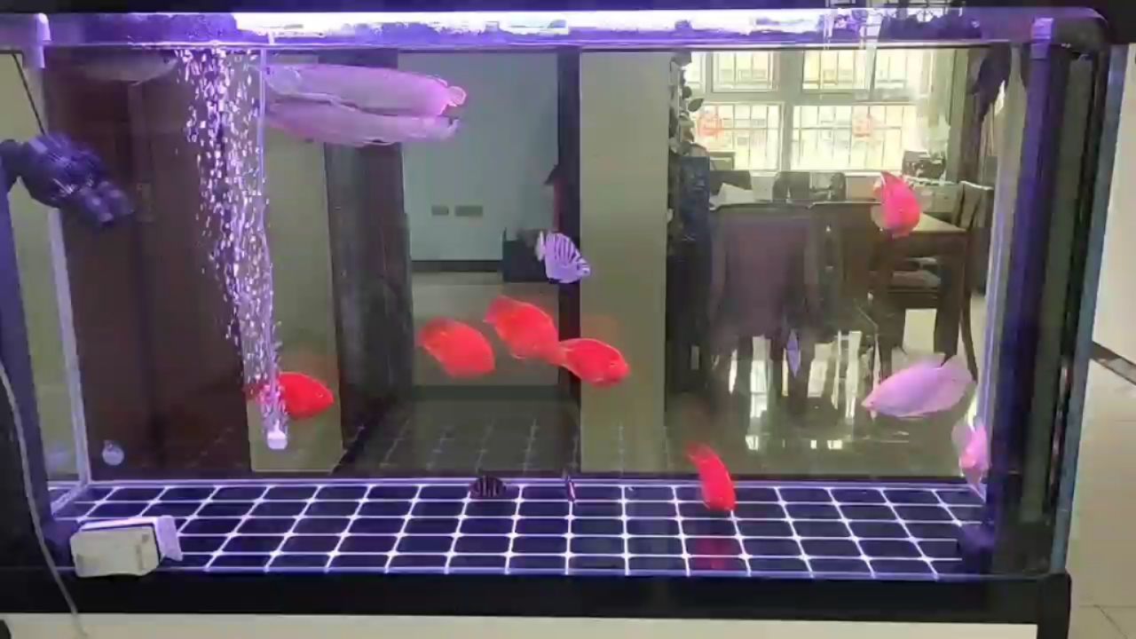 钦州水族馆虎鱼开食比容易呀