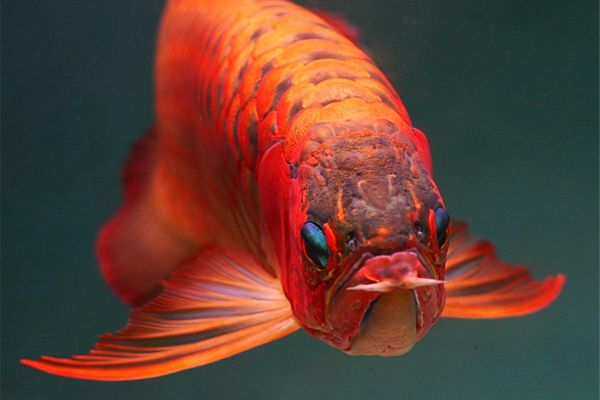 贵港水族馆买了一个干湿分离盒