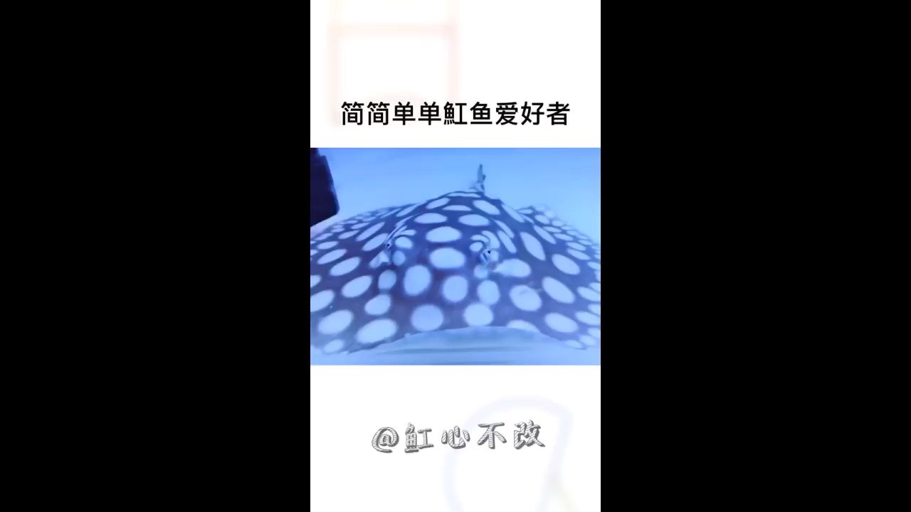 滨州水族馆养魟之人就是我 圣菲埃及鱼 第2张