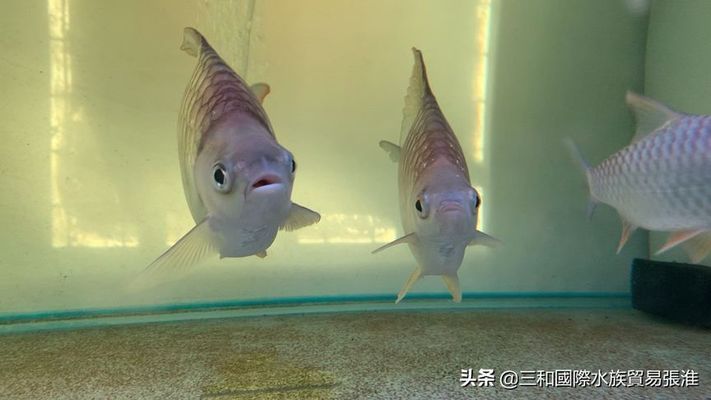 柠檬鲫（柠檬鲫在水族市场上有一定的需求，在高端水族市场上有一定的需求）