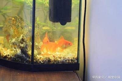 金龙鱼产品真伪验证方法（关于金龙鱼的疑问） 水族问答