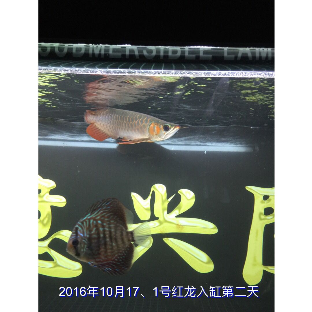 海北藏族自治州观赏鱼市场1号红龙4129成长记录