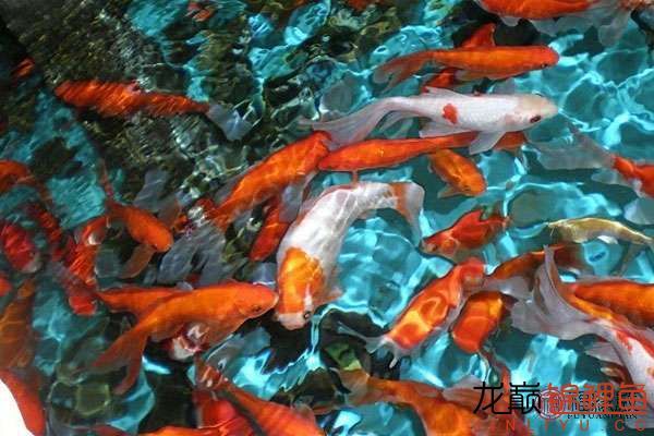 延边朝鲜族自治州水族馆如何给锦鲤消毒？