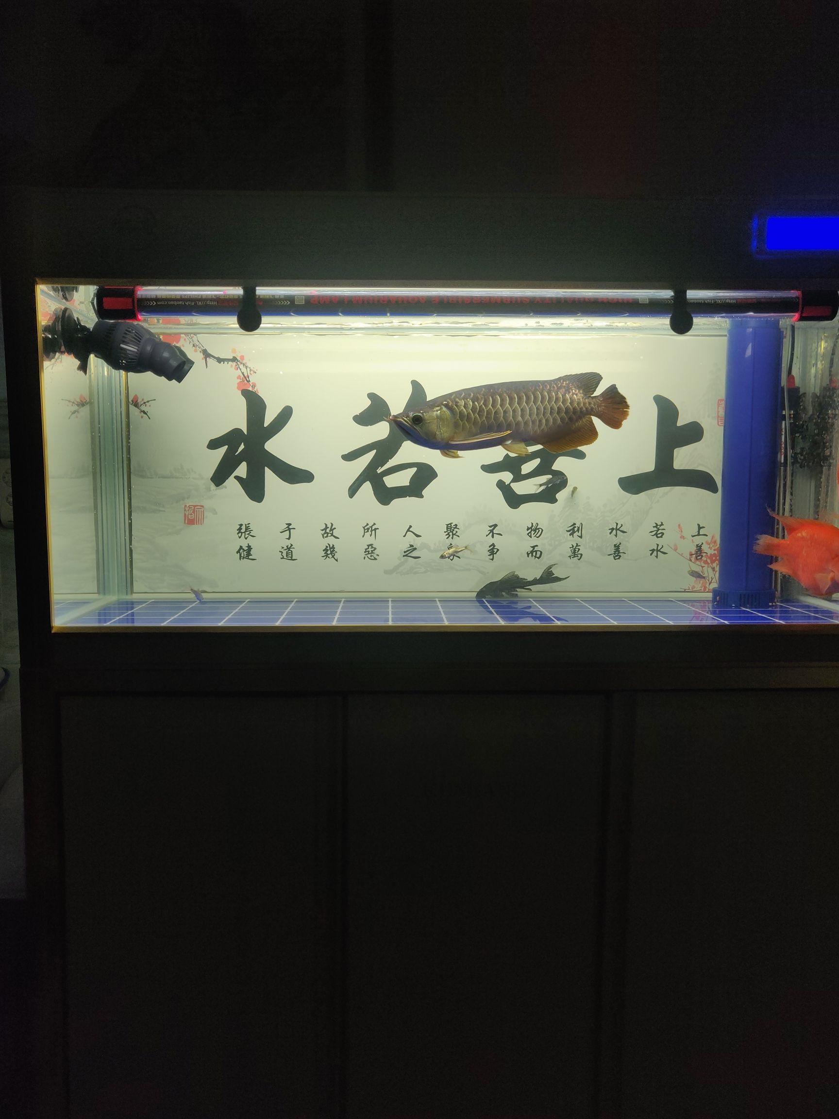 贺州水族馆不求品种如何如何 麦肯斯银版鱼 第6张