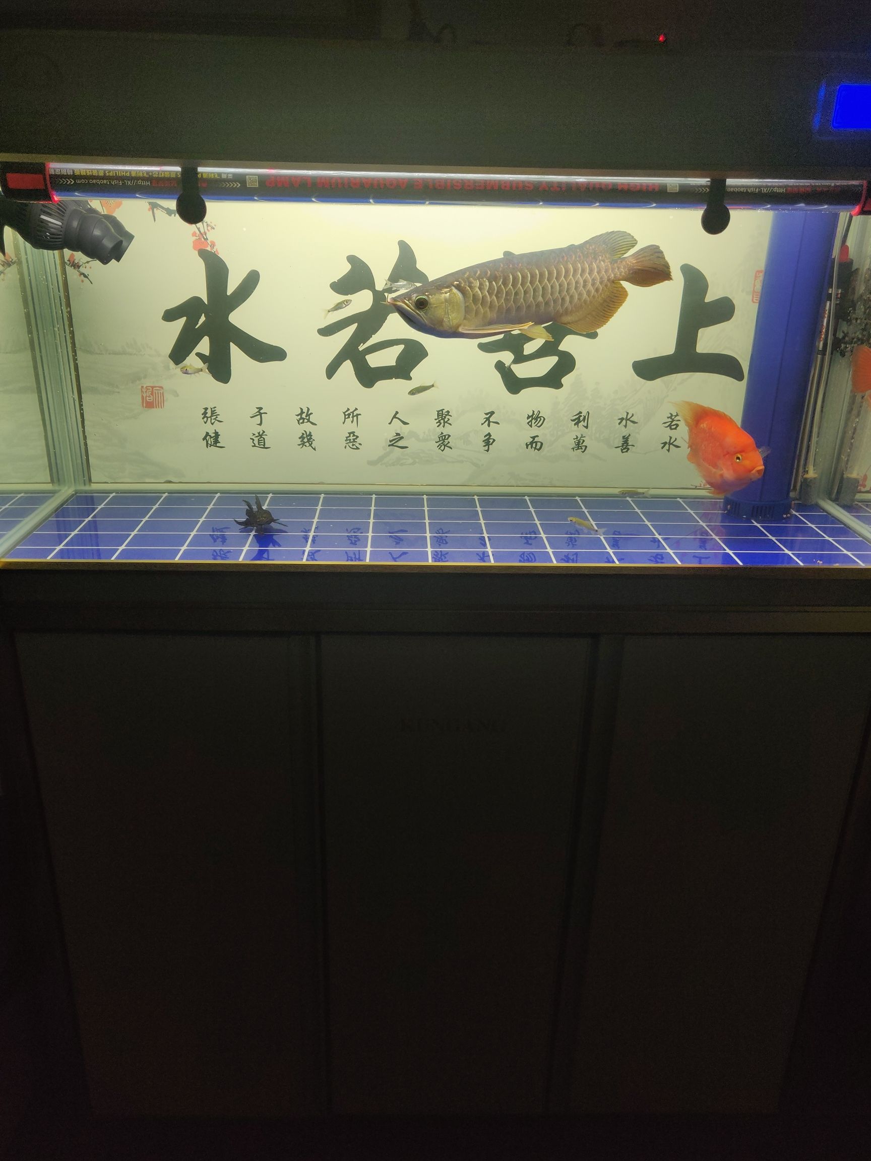 贺州水族馆不求品种如何如何 麦肯斯银版鱼 第7张