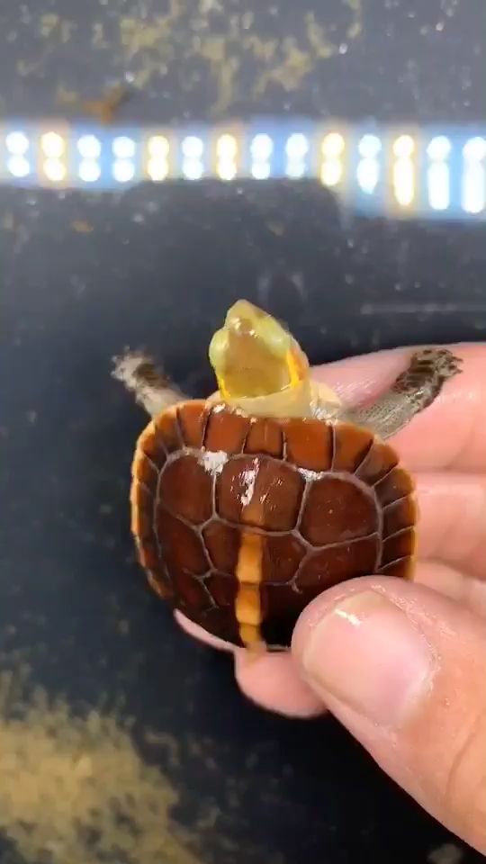 嘉峪关水族馆这精致的小龟龟