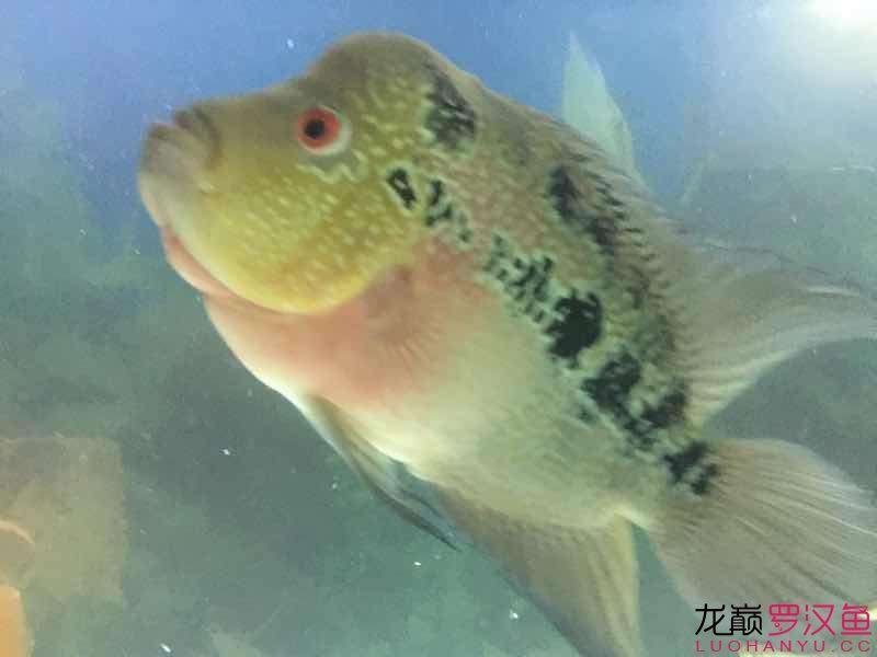 喀什水族馆养了1年多了请教专家起头一点怎么不红？ 观赏鱼市场（混养鱼） 第4张