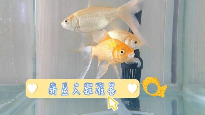 邹城市鱼势力水族用品有限公司（济宁邹城市鱼势力水族用品有限公司详细介绍） 全国观赏鱼市场