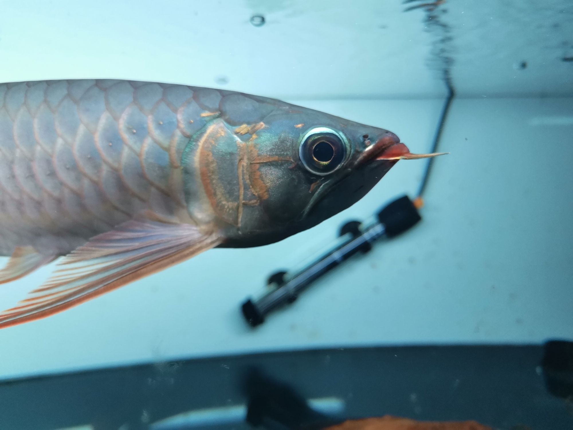 绍兴水族馆炮头红龙补帖