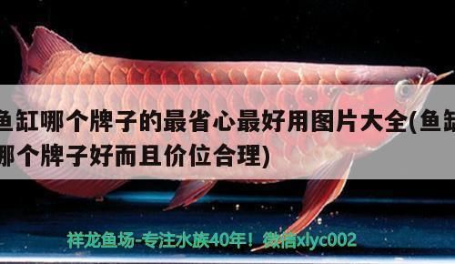 金龙鱼捕鱼技巧攻略（金龙鱼在捕鱼时应该如何选择最佳的捕鱼地点金龙鱼捕鱼技巧） 水族问答