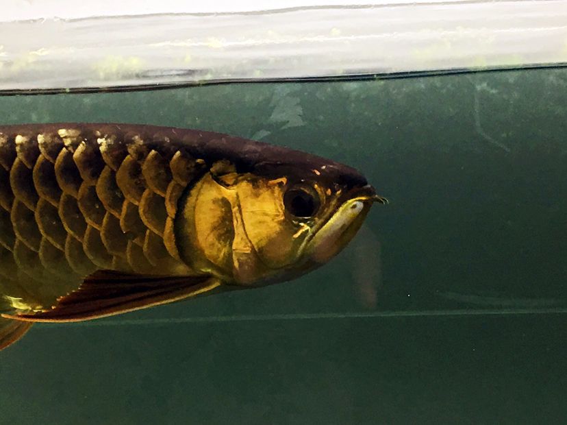 江门水族馆超级炮弹欣赏 龙凤鲤鱼 第7张