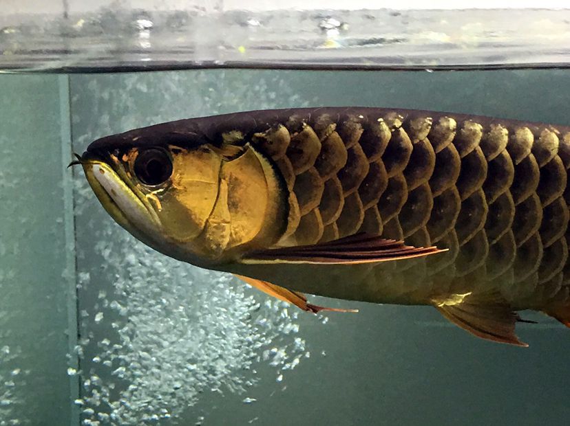 江门水族馆超级炮弹欣赏 龙凤鲤鱼 第6张