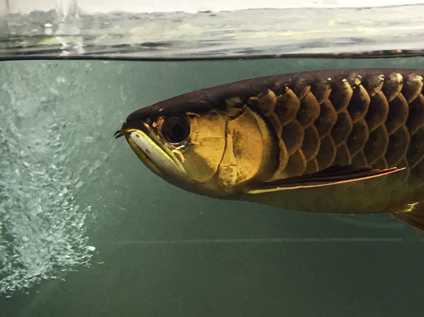 江门水族馆超级炮弹欣赏 龙凤鲤鱼 第8张