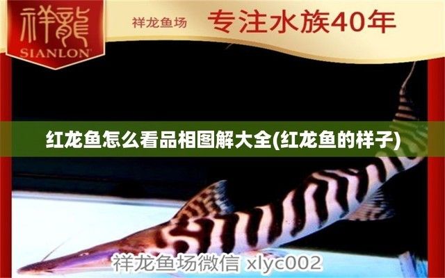 红龙鱼品相图解（红龙鱼品相鉴定技巧）