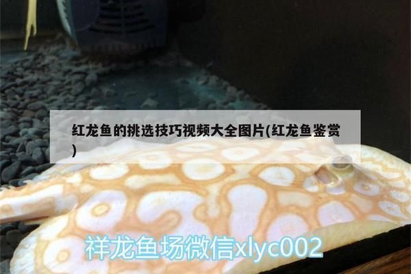 红龙鱼品相图解（红龙鱼品相鉴定技巧） 龙鱼百科 第4张