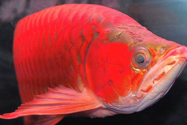 安康水族馆例行独特的庆祝方式神阳杯第十七届中国锦鲤大赛