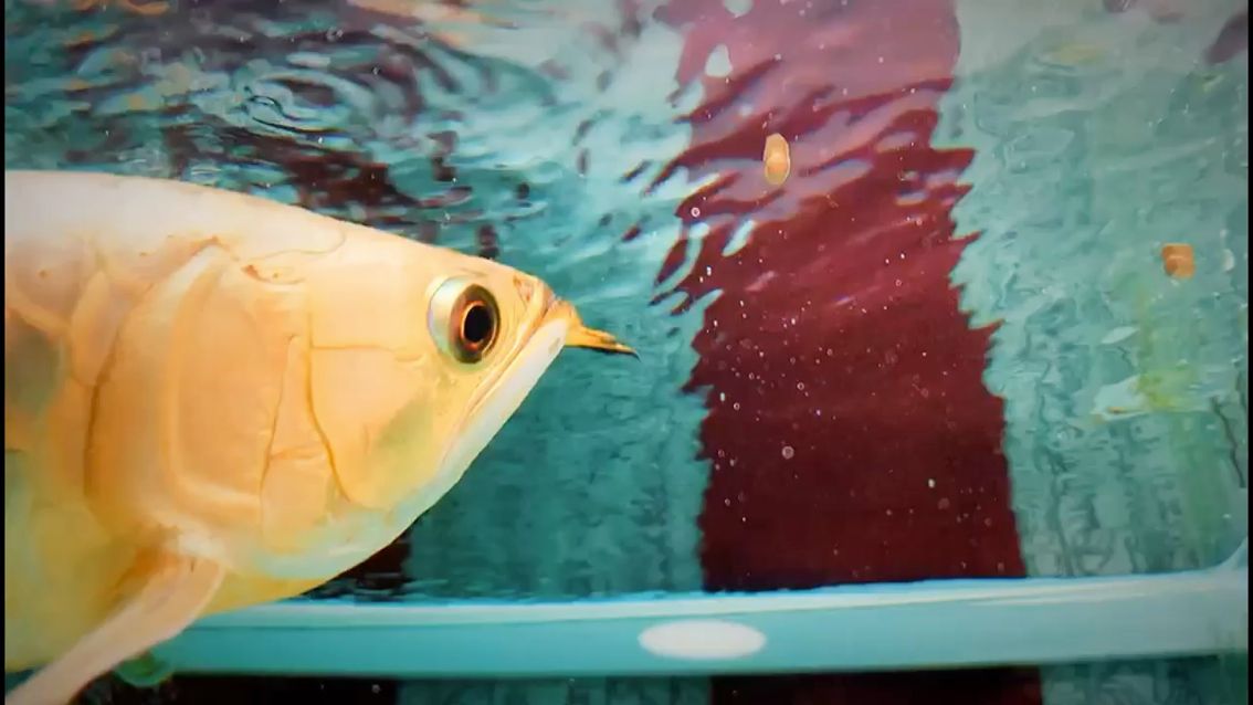 泰安水族馆掠食者