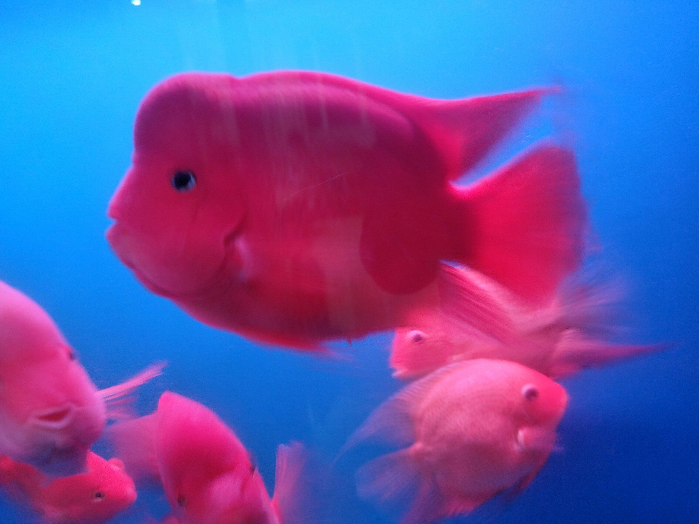 乐山水族馆鹦鹉我的最爱 鹦鹉鱼 第5张