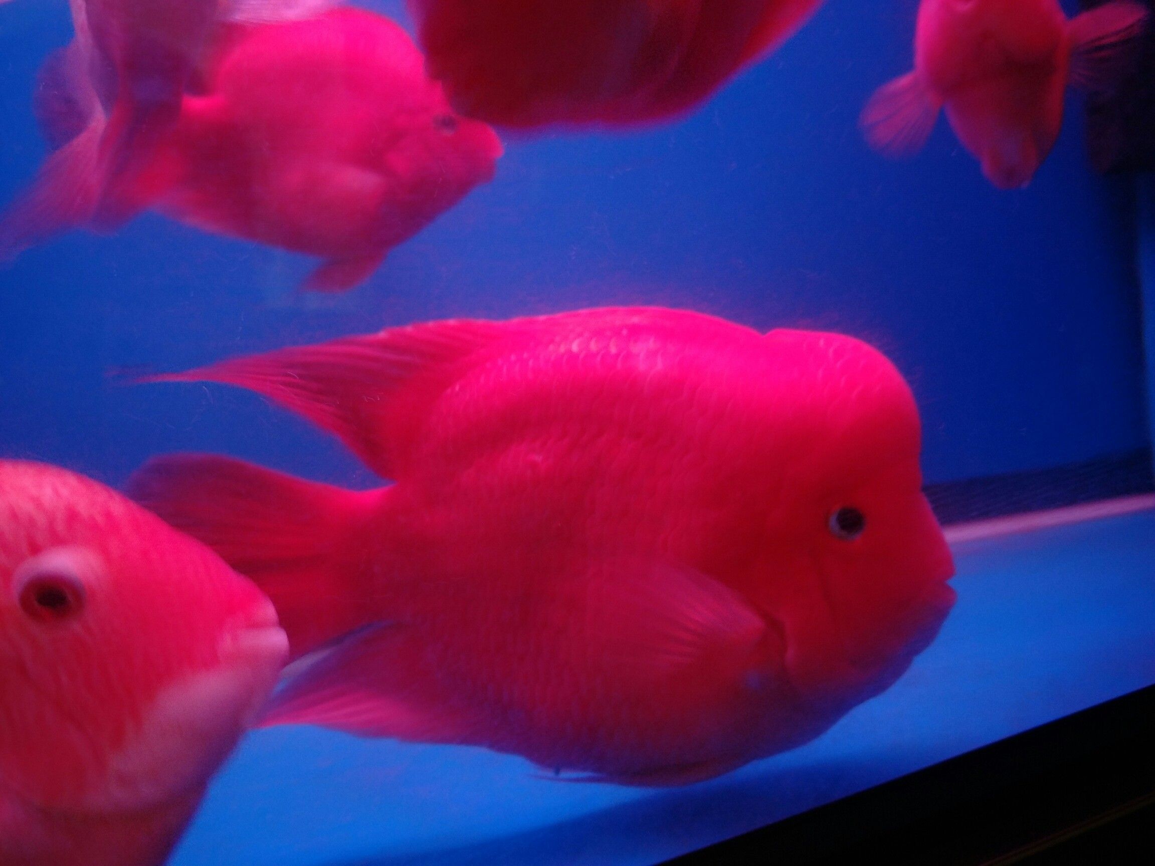 乐山水族馆鹦鹉我的最爱 鹦鹉鱼 第6张