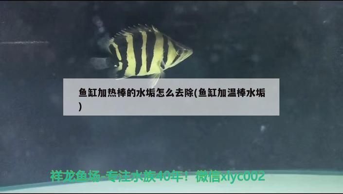 家庭鱼缸增氧泵不吹气泡怎么回事（如何检测鱼缸增氧泵电机是否损坏鱼缸增氧泵维护保养指南） 龙鱼百科 第3张