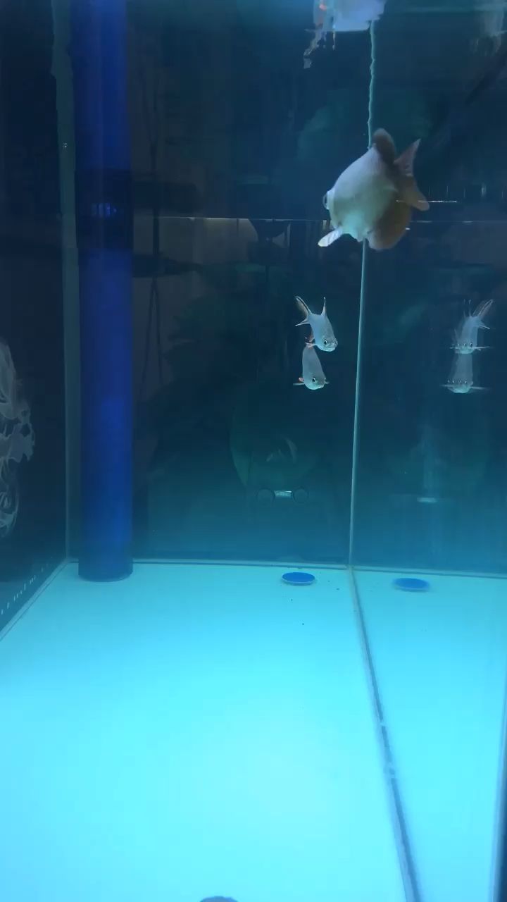 菏泽水族馆与你邂逅是生生世世的宿命