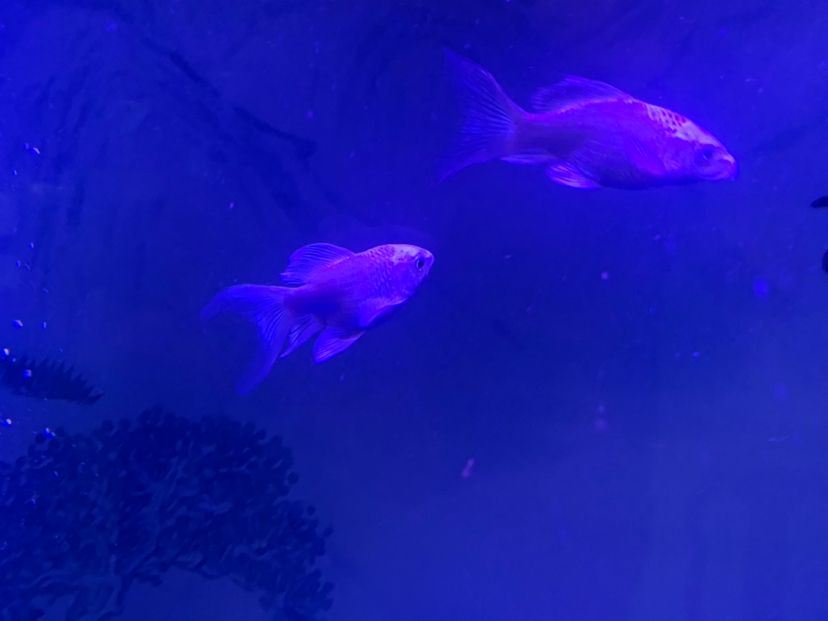 忻州水族馆小蝴蝶锦鲤圈 蝴蝶鲤 第4张