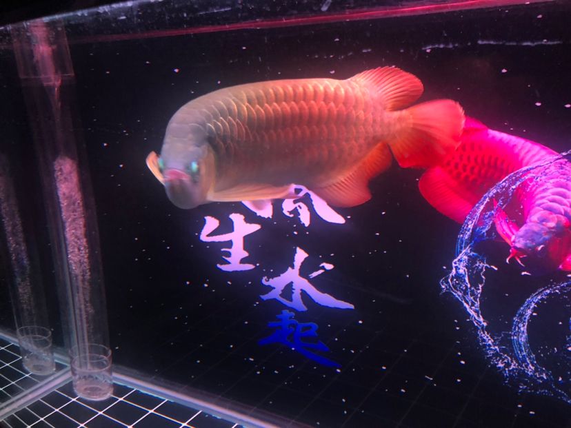 看看养的咋样请指教 广州水族批发市场 第9张