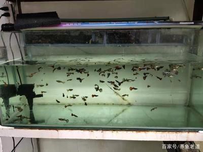 商洛市商州区海洋精灵水族馆（商洛商州区海洋精灵水族馆） 全国观赏鱼市场