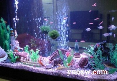 招远市金龙鱼水族馆（招远市金龙鱼水族馆经营产品：观赏鱼、鱼缸、钓鱼用品及器材零售） 全国观赏鱼市场