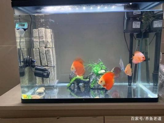 红龙鱼养殖技术咨询电话（关于红龙鱼的问题） 水族问答