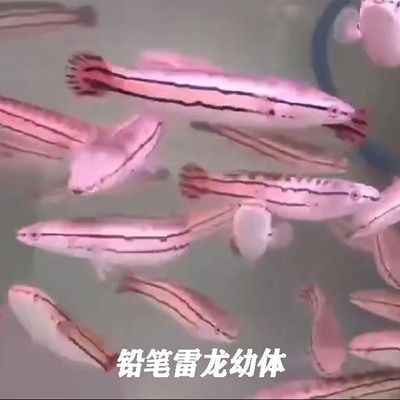 红龙鱼体色不均的原因（关于红龙鱼体色不均的问题） 水族问答