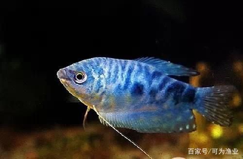 枣强县大牛水族馆（河北省衡水市枣强县大牛水族馆）