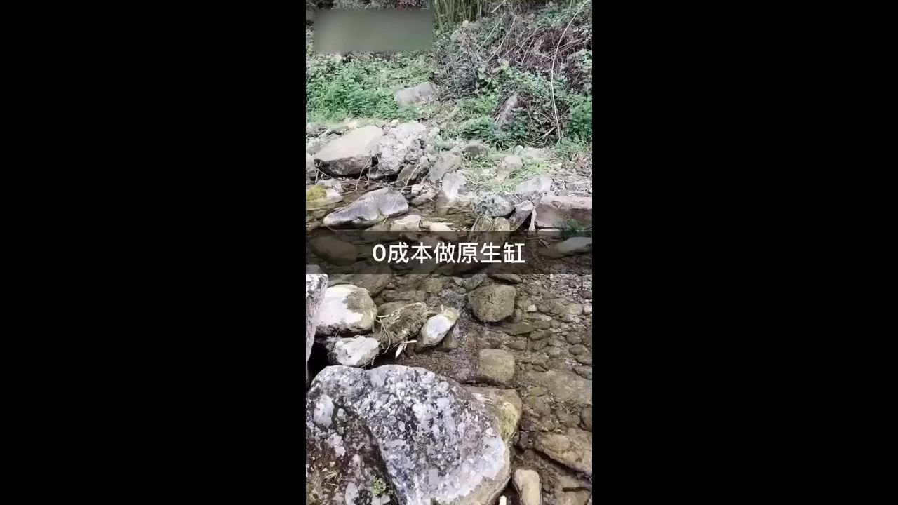 丹东观赏鱼市场不花一毛钱0成本做原生缸