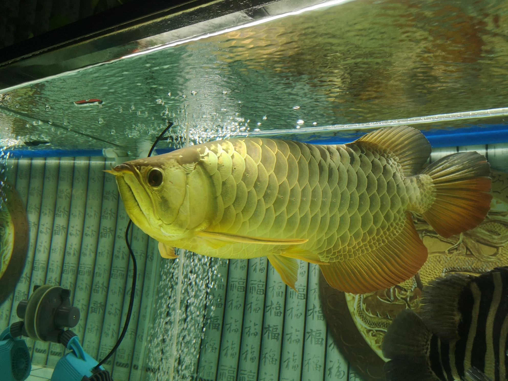 南通水族馆好久没签到了 一眉道人鱼 第7张