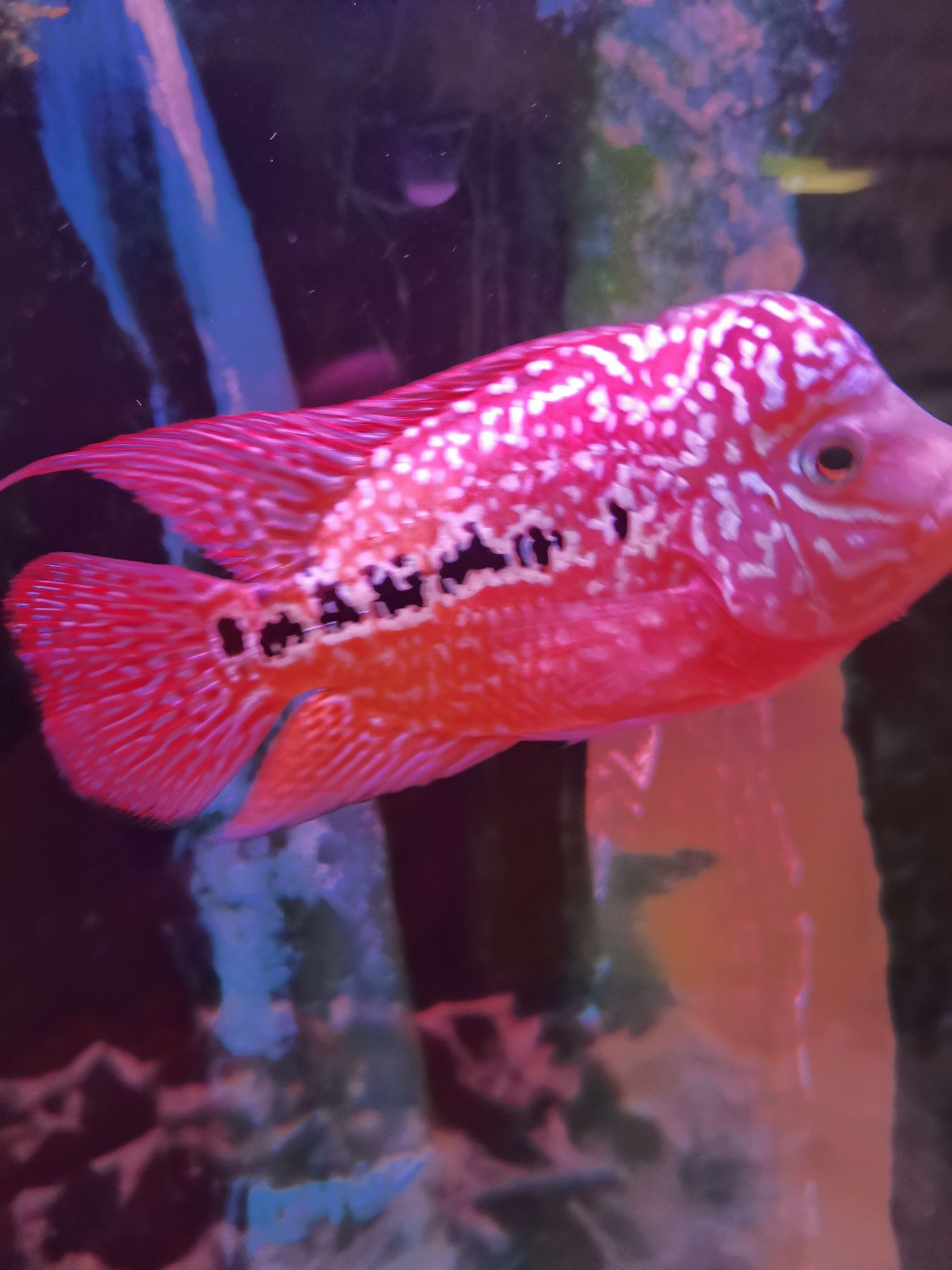 阜阳水族馆小菜鸟求大神指点