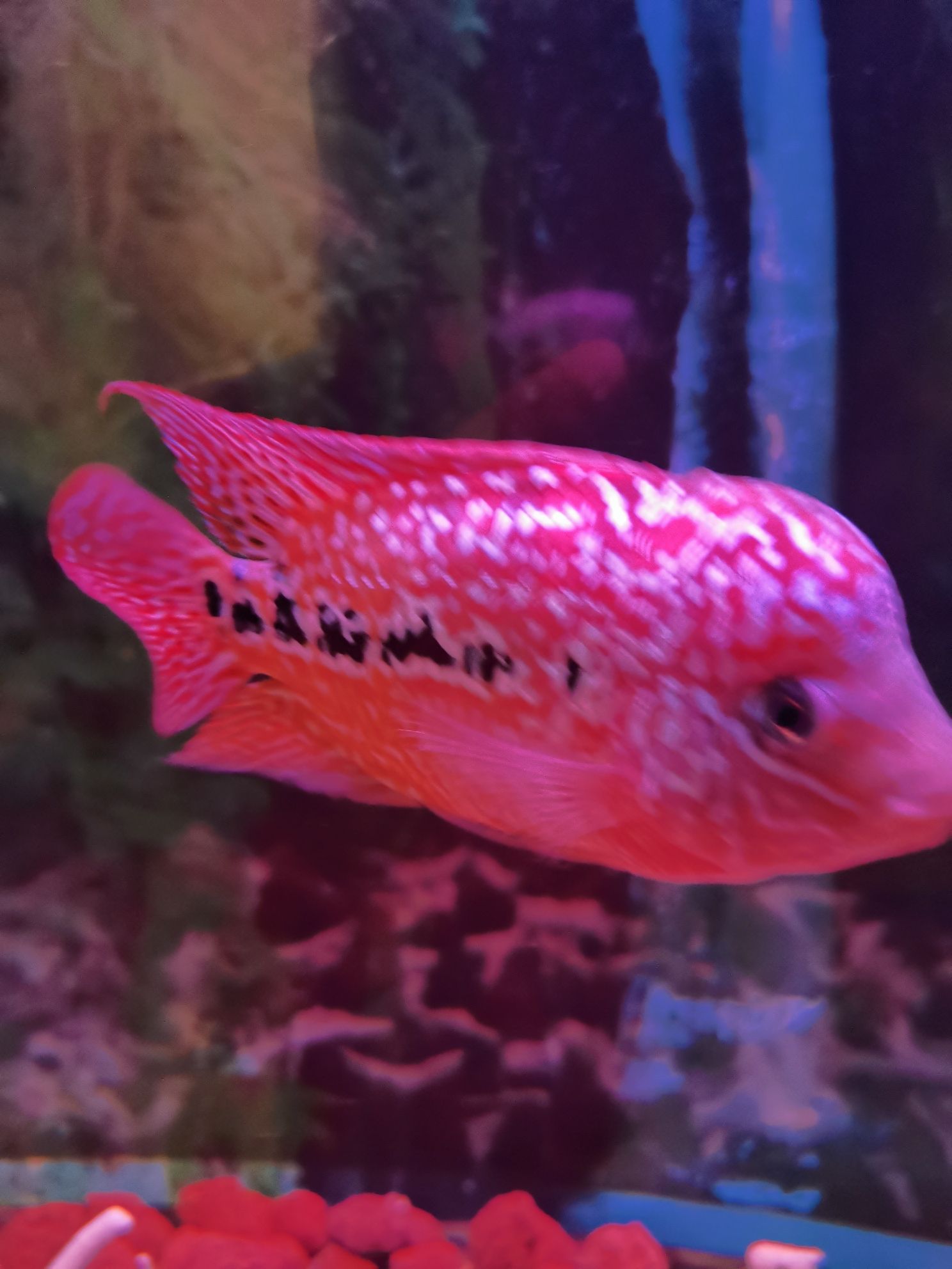 阜阳水族馆小菜鸟求大神指点 二氧化碳设备 第6张