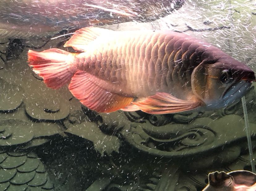 河源水族馆早上来报道