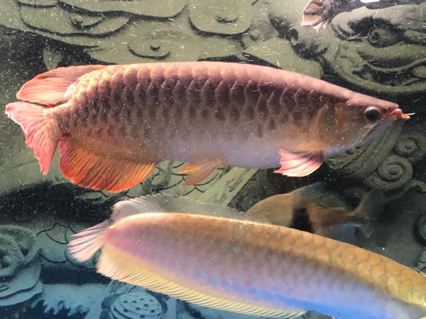 河源水族馆早上来报道