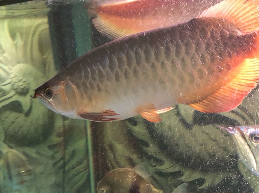 河源水族馆早上来报道