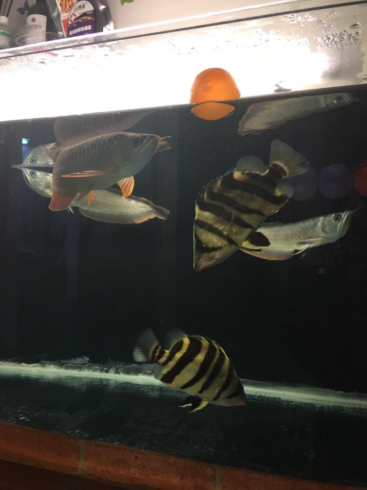 揭阳水族馆虎鱼不吃食