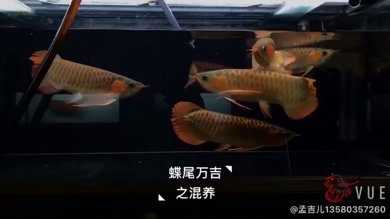 柳州水族馆孟吉尔广州孟吉尔持鱼