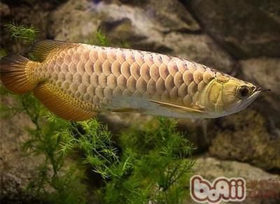 红龙鱼饲料营养成分分析（关于红龙鱼饲料的问题） 水族问答