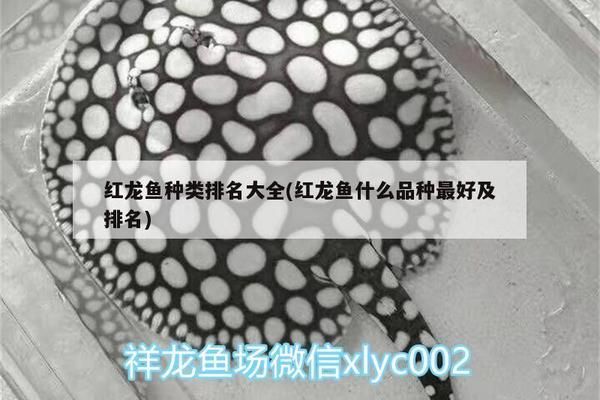 红龙鱼怎么区分品种（红龙鱼品种区分方法：红龙鱼品种的主要区分方法） 龙鱼百科 第2张