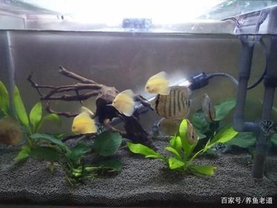 淮北水族馆新手跳湖水质问题